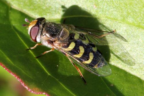 Réf. 196 971 : Scaeva selenitica